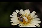 嫩莖萵苣-花21.JPG