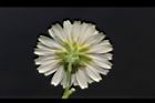 嫩莖萵苣-花背01.JPG