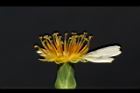 嫩莖萵苣-花蕊03.JPG