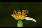 嫩莖萵苣-花蕊04.JPG