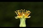 嫩莖萵苣-花蕊05.JPG