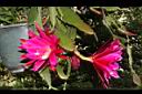 孔雀仙人掌-花00.JPG