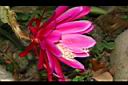 孔雀仙人掌-花26.JPG