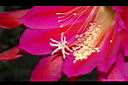 孔雀仙人掌-花蕊00.JPG