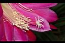 孔雀仙人掌-花蕊01.JPG