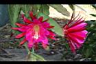 孔雀仙人掌-花09.JPG