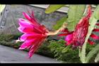 孔雀仙人掌-花12.JPG