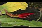 孔雀仙人掌-花苞03.JPG
