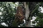 孔雀椰子-實12.JPG