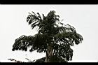 孔雀椰子-葉01.jpg