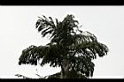 孔雀椰子-葉07.jpg
