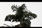 孔雀椰子-葉09.jpg