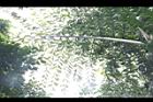 孔雀椰子-葉12.JPG