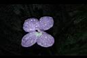 孔雀薑-花00.JPG