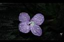 孔雀薑-花01.JPG