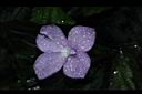 孔雀薑-花02.JPG