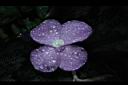 孔雀薑-花04.JPG