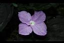 孔雀薑-花06.JPG