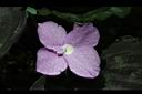孔雀薑-花08.JPG