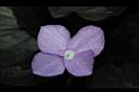 孔雀薑-花09.JPG
