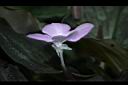 孔雀薑-花10.JPG