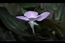 孔雀薑-花11.JPG