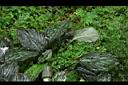 孔雀薑-葉01.JPG