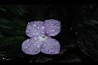 孔雀薑-花03.JPG