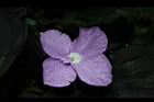 孔雀薑-花05.JPG