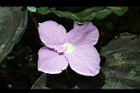 孔雀薑-花07.JPG