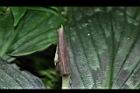 孔雀薑-花苞00.JPG