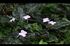 孔雀薑08.JPG