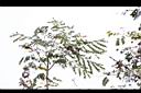 孔雀豆-葉7.jpg