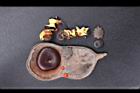 孔雀豆-種實27.jpg