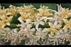 孔雀豆-花05.JPG