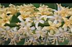 孔雀豆-花06.JPG