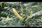 孔雀豆-花序1.JPG