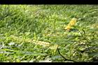 孔雀豆-花序2.JPG