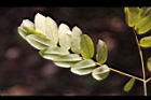 孔雀豆-葉3.jpg