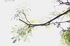 孔雀豆-葉序.jpg