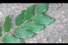 孔雀豆-葉正5.JPG