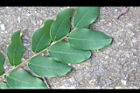孔雀豆-葉正6.JPG