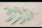 孔雀豆-葉背.jpg