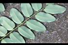 孔雀豆-葉背7.JPG