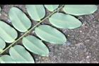孔雀豆-葉背8.JPG