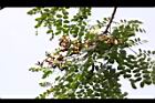 孔雀豆-豆莢00.JPG
