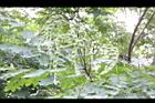孔雀豆-青實04.JPG