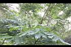 孔雀豆-青實06.JPG