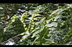 孔雀豆-青實07.JPG