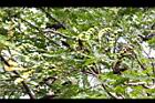 孔雀豆-青實08.JPG